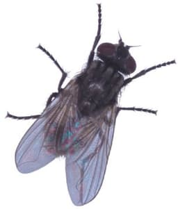 arthropod-king