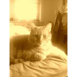 audrey-bean-chmielowski