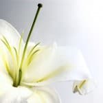lilly-white