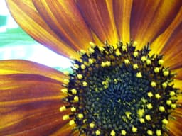 sunshine-beam