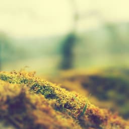 DiminutiveMage