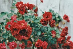 flowergirl