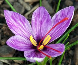 helen-saffron
