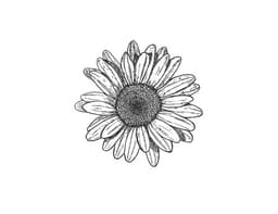 daisies-and-stories