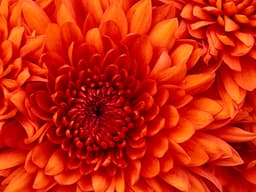 tyler-alan-evenrud