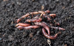 worm