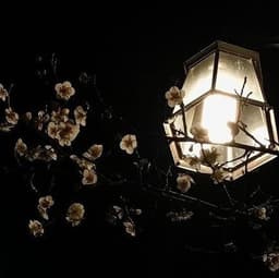 Streetlightsand2amWhispers