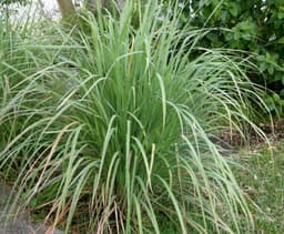 lemongrass