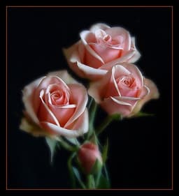 tyler-rose