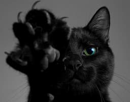 lechatnoir