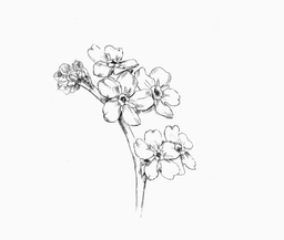 GraceA