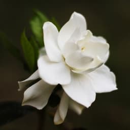 tinamaria-s