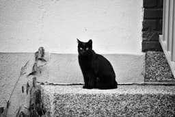 TheLenora