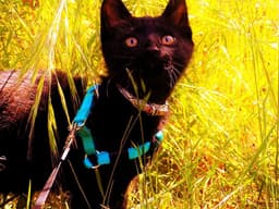 zena-obrien