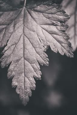 blackleaf