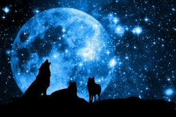 ThatWolfgirl13