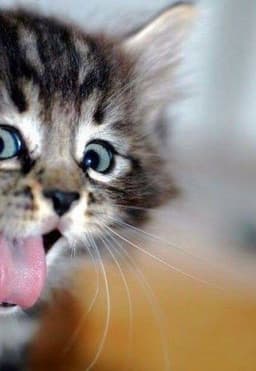 thecat