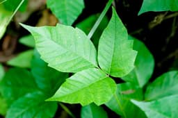 urushiol