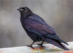 darkraven44
