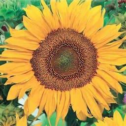 sunflowrly