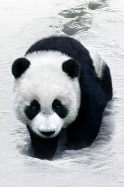 Hungry_Panda