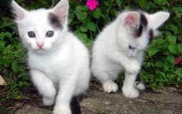 kittyhart