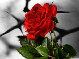 thorns-1