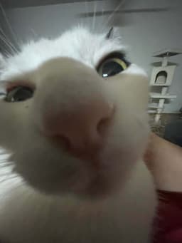 oxxymore