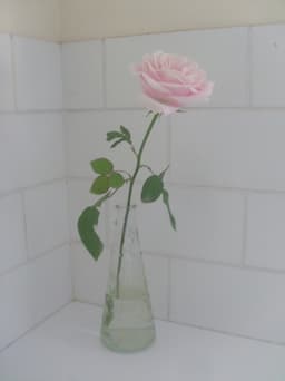 roselattes