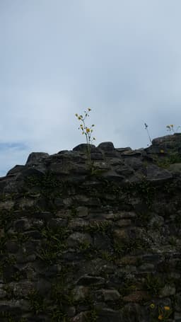 orchid28