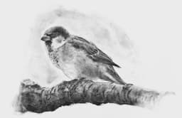 thesparrow
