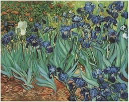 irises