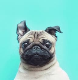 phoebe-mae