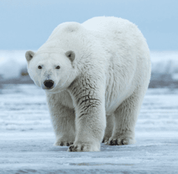 polar