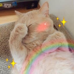 accio-kitty