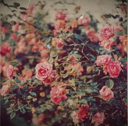 holly-james-daugherty