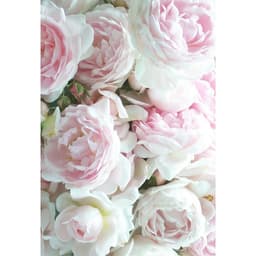 petalsx