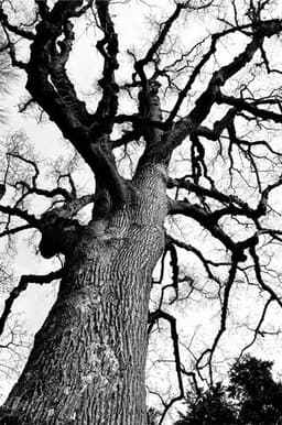 caseytree