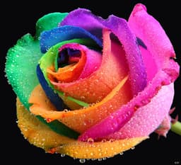 DresdenRose