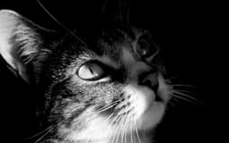 corina-jones