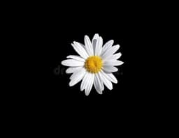 CJDaisy_aStory