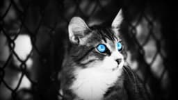 pusang-tahimik
