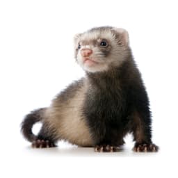 anonymousferret