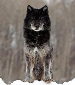 shadow-wolf