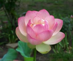 jettlotus