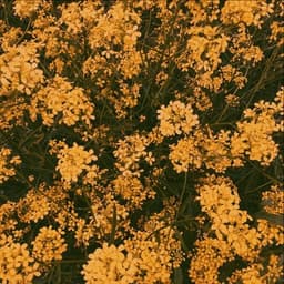 TheYellowSquad