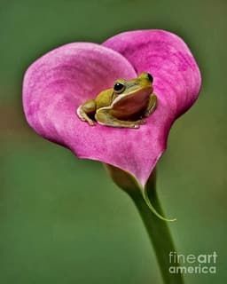 froggieboye