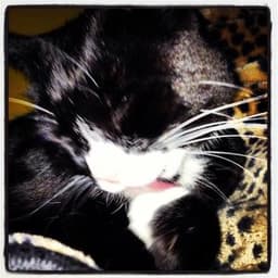 silveredwhiskers
