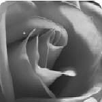 june-rose