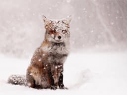auburn-fox